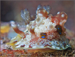Dendrodorididae nudibranch (Dendrodoris denisoni) - Seray... by Marco Waagmeester 